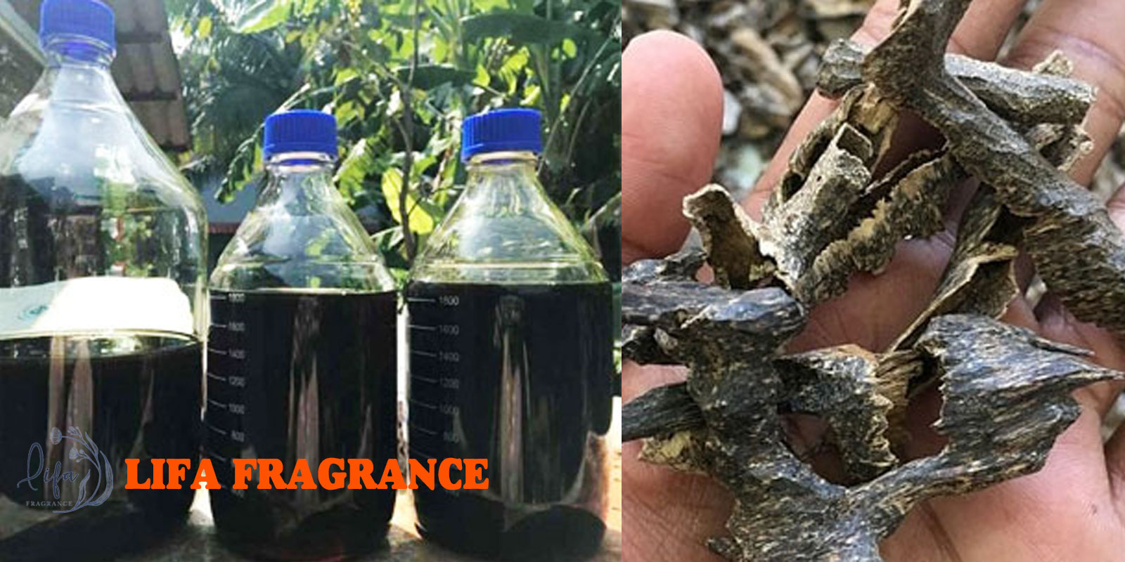Why Should You Buy Agarwood Oudh Oil from Agarwood India?